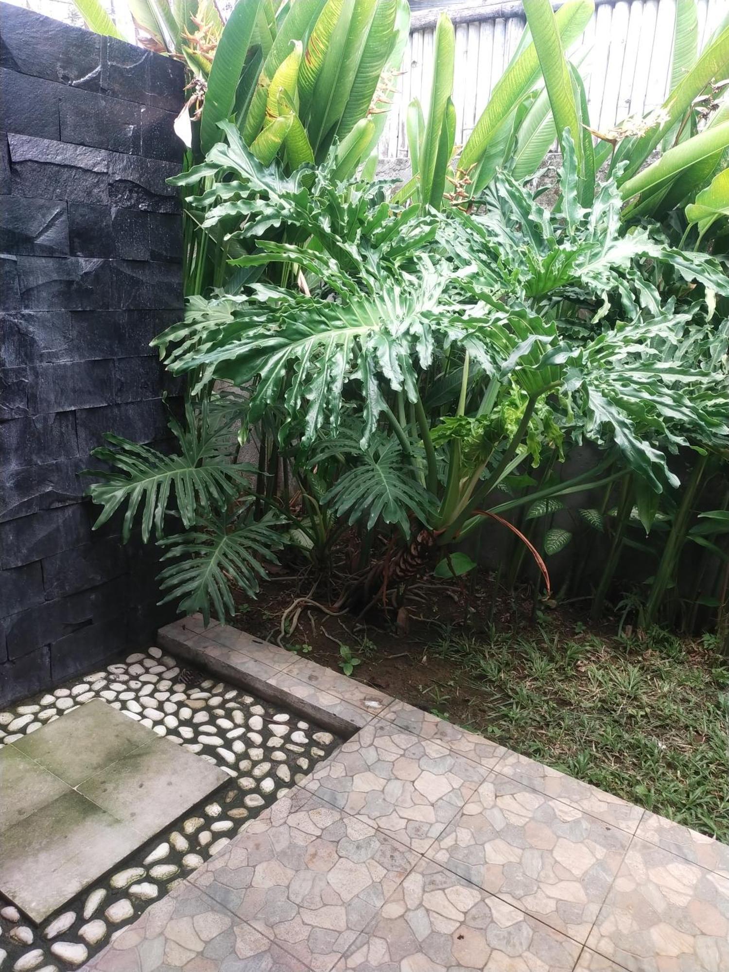 Comeback Guesthouse Canggu  Exterior photo